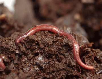 Lombricomposta