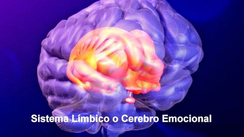 Sustrato biológico del enfado