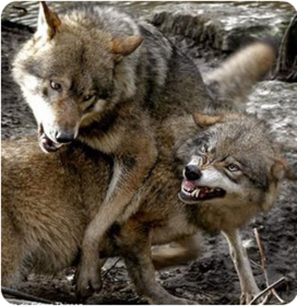 ¿Qué animal sabe regular la ira?