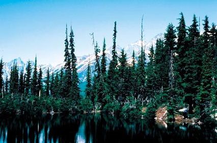 Floresta de Coníferas (Taiga)