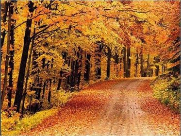 Floresta Temperada