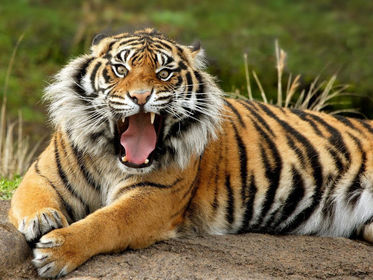 animales en peligro de exticincion