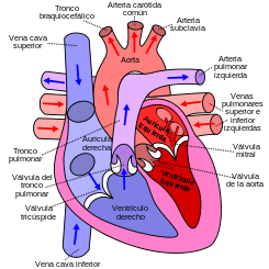 EL CORAZÓN