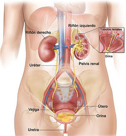 Aparato excretor