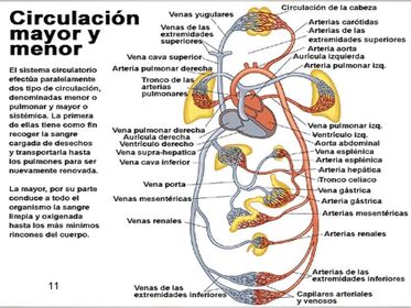 CIRCULACIÓN DE LA SANGRE