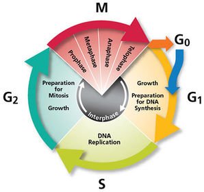 The Cell Cycle