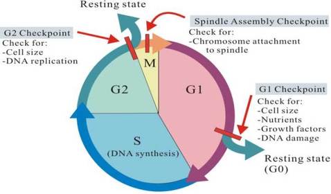 Regulation of cell cycle
