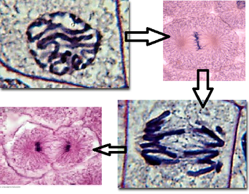Mitosis