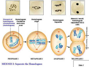 Meiosis 1