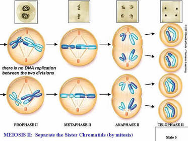 Meiosis 2