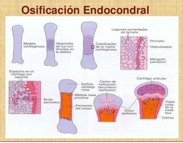 Osteogenesis u Osificacion
