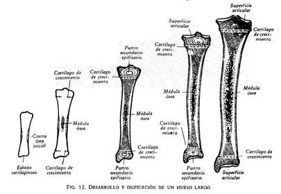 Crecimiento de Hueso Largo