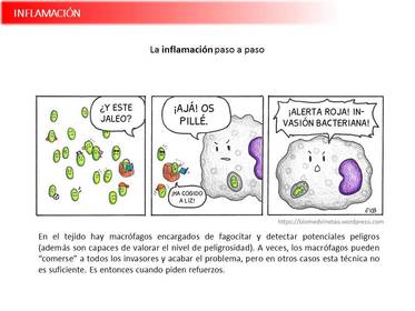 Presentación Wobenzym