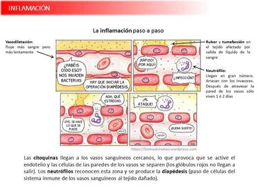 Presentación Wobenzym