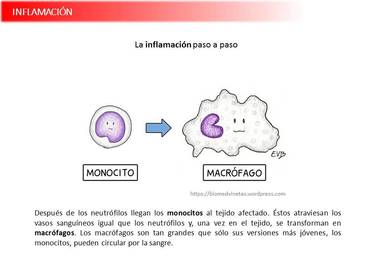 Presentación Wobenzym