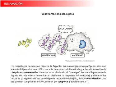 Presentación Wobenzym