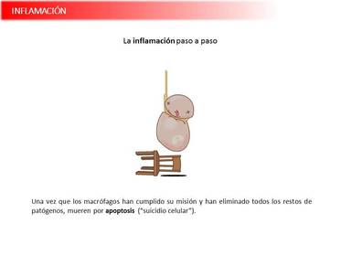 Presentación Wobenzym