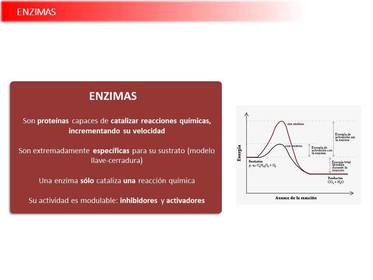 Presentación Wobenzym