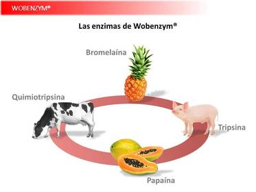 Presentación Wobenzym