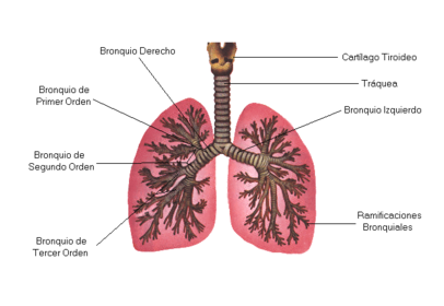 Branquial