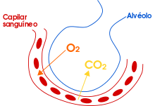 Pulmonar