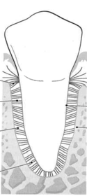 Características del ligamento periodontal.