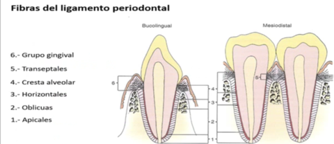 Tipos de fibras de el ligamento radicular.