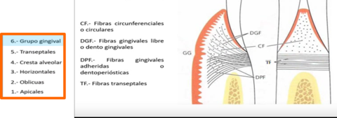 Fibras Gingivales del ligamento periodontal.