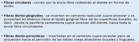 Fibras Gingivales del ligamento periodontal.
