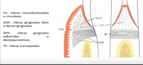 Presentación " EPIDEMIOLOGÍA DE LA ENFERMEDAD PERIODONTAL. "