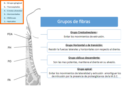 Presentación " EPIDEMIOLOGÍA DE LA ENFERMEDAD PERIODONTAL. "