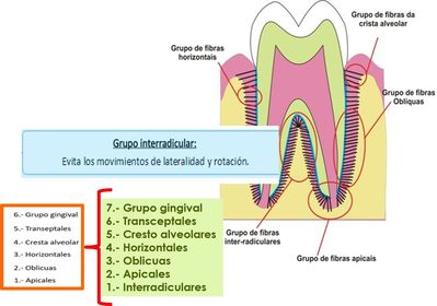 Presentación " EPIDEMIOLOGÍA DE LA ENFERMEDAD PERIODONTAL. "