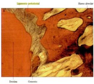 Las funciones biofísicas del ligamento.