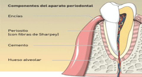 Estructuras que conforman el periodonto