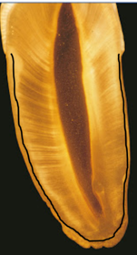 Características del cemento radicular.