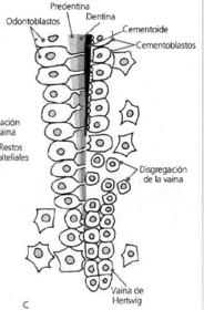 Células que comprenden el cemento:
