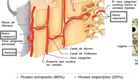 Presentación " EPIDEMIOLOGÍA DE LA ENFERMEDAD PERIODONTAL. "
