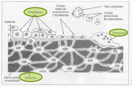 Componentes celulares del hueso.