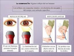 reflejos del cuerpo humano