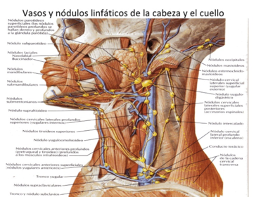 Presentación "EPIDEMIOLOGÍA DEL CÁNCER BUCAL".
