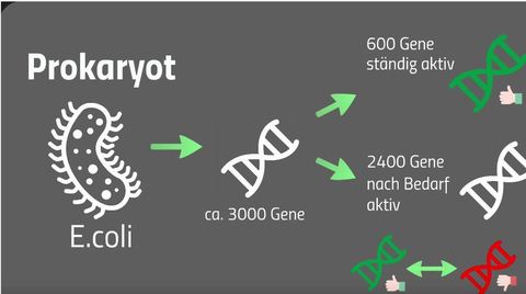 Genregulation bei Prokaryoten