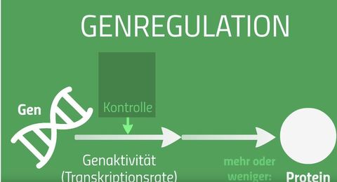 Genregulation bei Prokaryoten