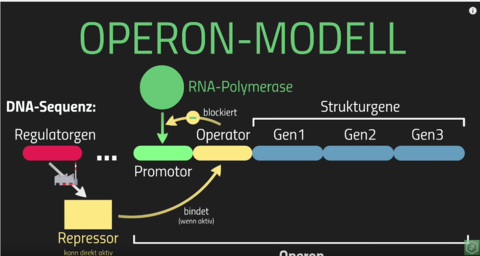 Operon Modell