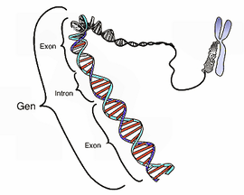 Historia de la Biología: Siglos XIX, XX y XXI