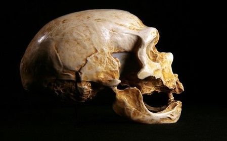 Evolución del hombre (H. antecesor)
