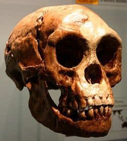 Evolución del hombre
