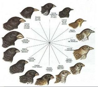 Evolución