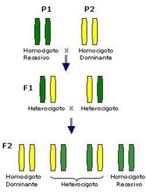 Factores que intervienen en la evolución