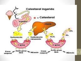 METABOLISMO DE LOS LÍPIDOS