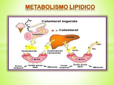 EMULSIÓN DE LAS GRASAS
